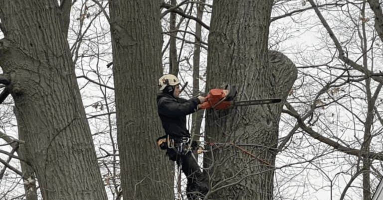 Choosing the Right Tree Trimming Company for a Healthier, Safer Landscape